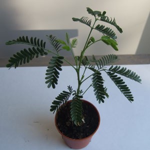 mimosa-hostilis-plant